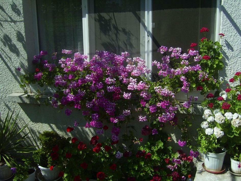 Hrisi Černomorec Exterior foto